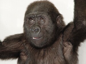 Bangori Baby Western Lowland Gorilla